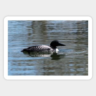 Loon searching for food Sticker